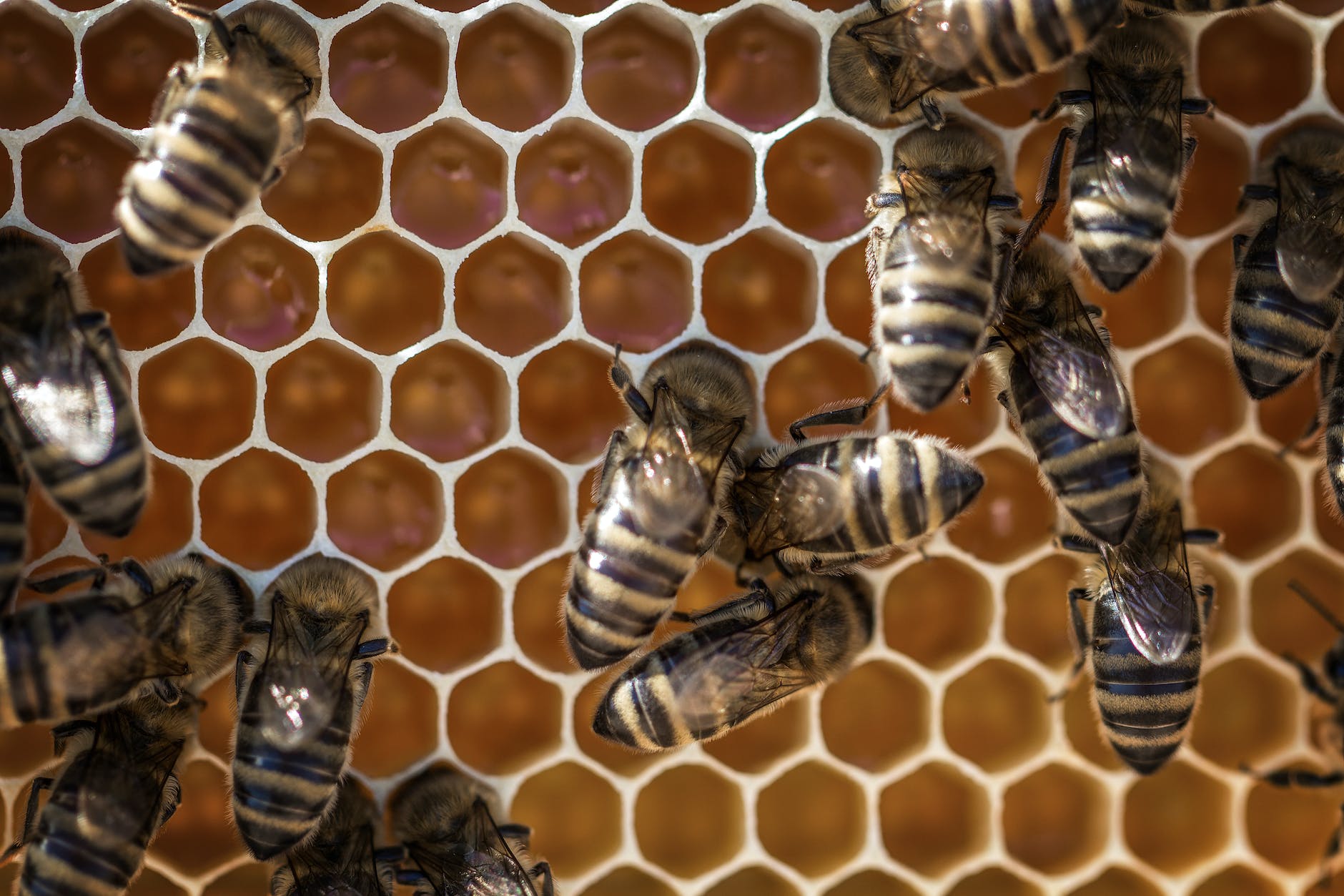 bee and beehive